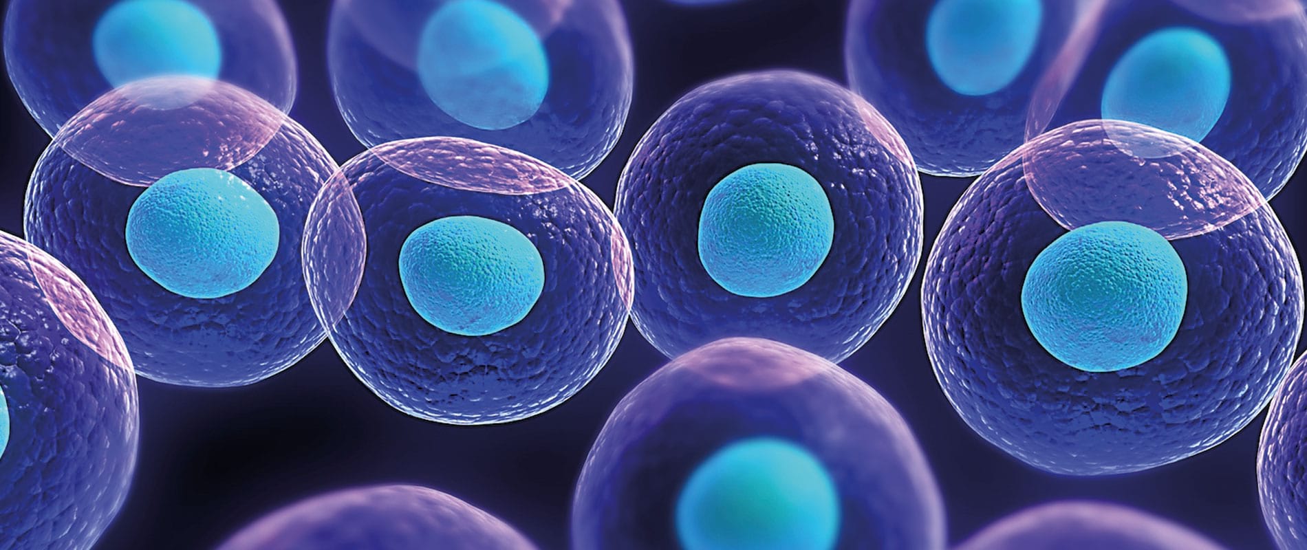 Karakteristike matičnih ćelija